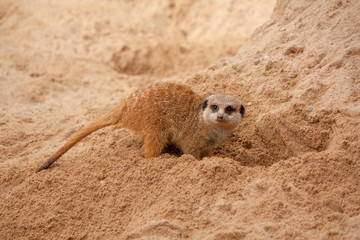 Small meerkat