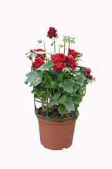 geranium en conteneur