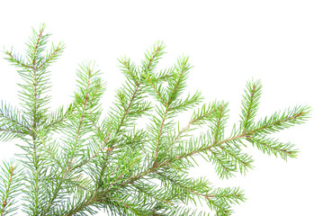 green fir branches .close up