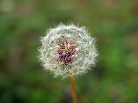Dandelium