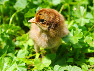 little  chicken