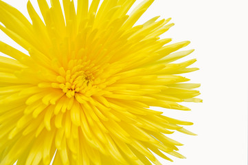 Yellow Chrysanthemum.