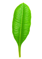 Leaf