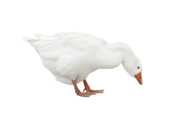 Domestic Goose