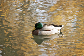 Swiming duck