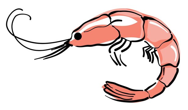 Garnele
