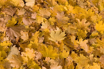 Blätterteppich Herbstlaub