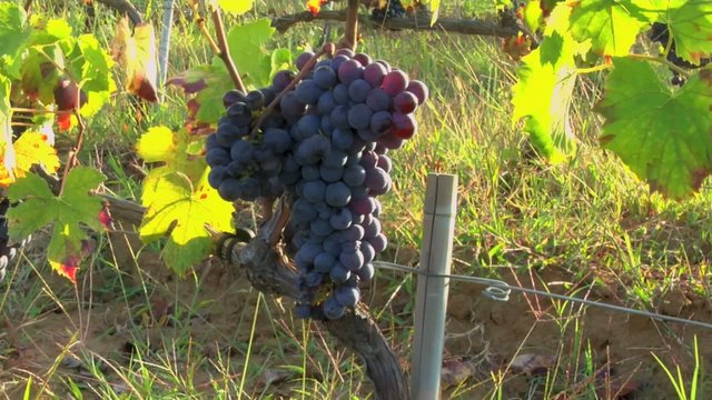 grappolo d'uva e foglie al tramonto
