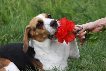 Beagle mit roter Blume