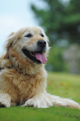 Golden retriever lying down on grass