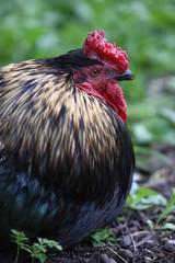 Schwarzer Hahn