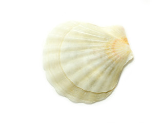 shell