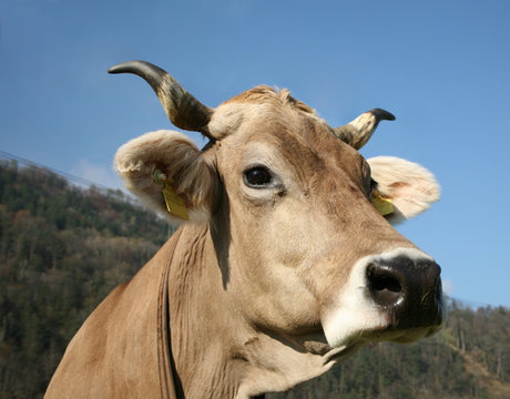 vache suisse