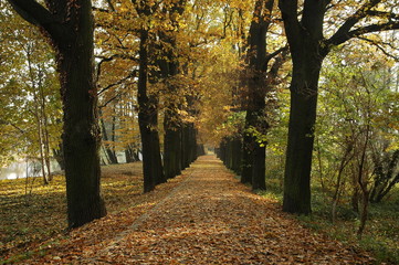 Naklejka premium Herbstwald