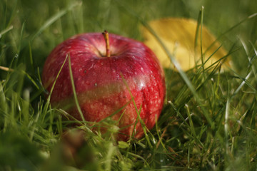 Delicious red apple