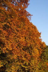 Fototapeta premium Autumn's forest under blu sky