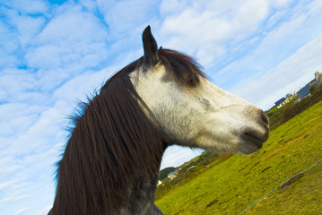 Cheval 1