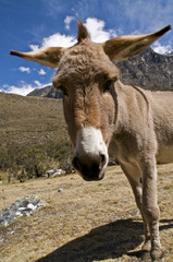 Closeup of a Curious Donkey