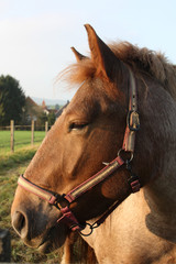 Kaltblut-Portr&auml;t