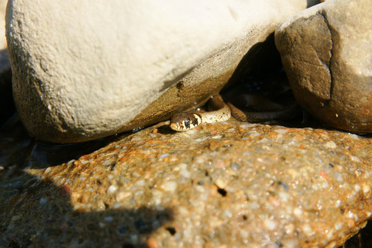 Worm snake