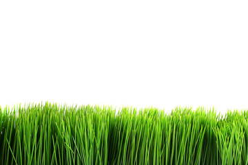 Obraz premium Green grass