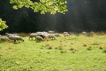 sheeps on pasture