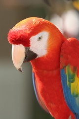 Red parrot