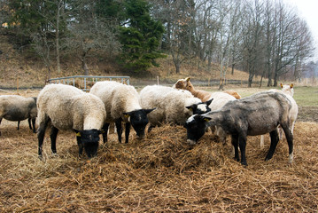 Obraz premium flock of sheep eating hay