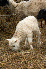 single lamb eating hay
