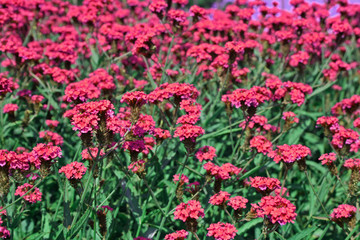 Fototapeta premium pink flowers