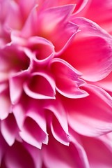 extremaly closeup of pink flower;.shallow depth of field