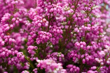 Heather
