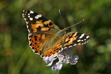 Vanessa cardui, Distelfalter, Cynthia cardui, Painted Lady
