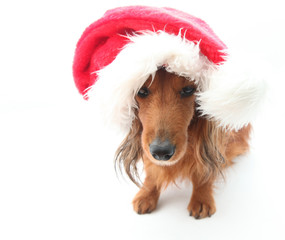 Sweet dog wearing Santa hat for Christmas