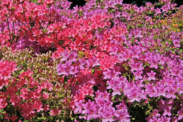 Azaleen, Rhododendron im Licht, Azaleas