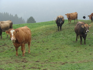 Kühe in der Schweiz