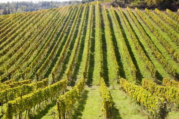 Fototapeta premium tuscany nature
