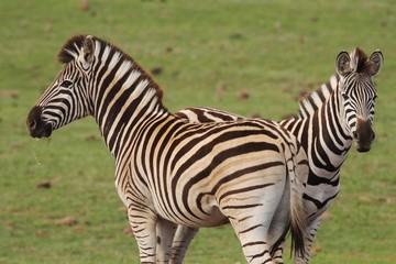 Fototapeta na wymiar Burchells Zebras