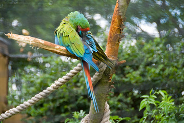 Parrot