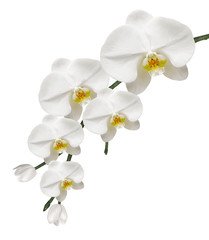 Fototapeta na wymiar White Orchid i Purity