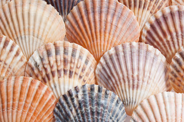 Shells