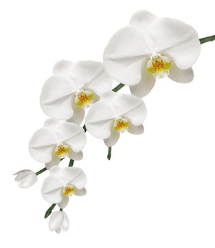 Fototapeta Orchidée Blanche et Pureté