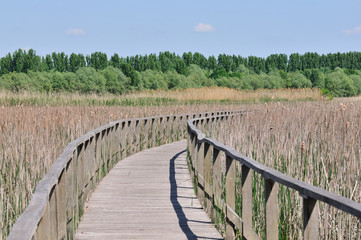 Fototapeta premium Water Walk