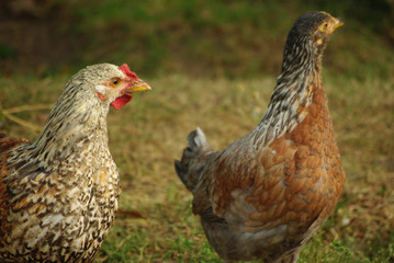 Junge Hühner