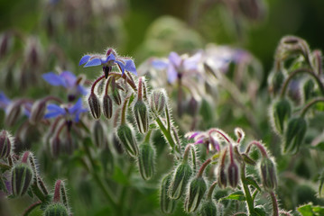 Borretschblüten