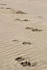 Pfoten im Sand