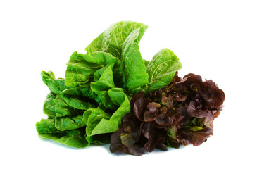 Two Varieties of Lettuce