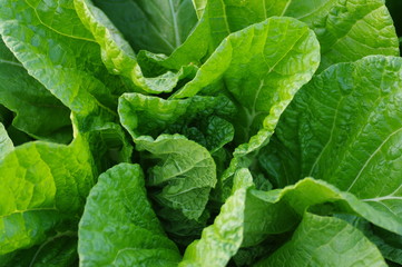 白菜の葉/クローズアップ