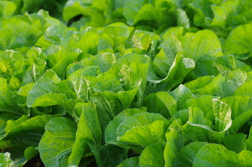 白菜の葉/密集