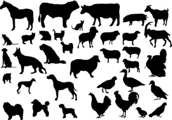 Pets & farm animals